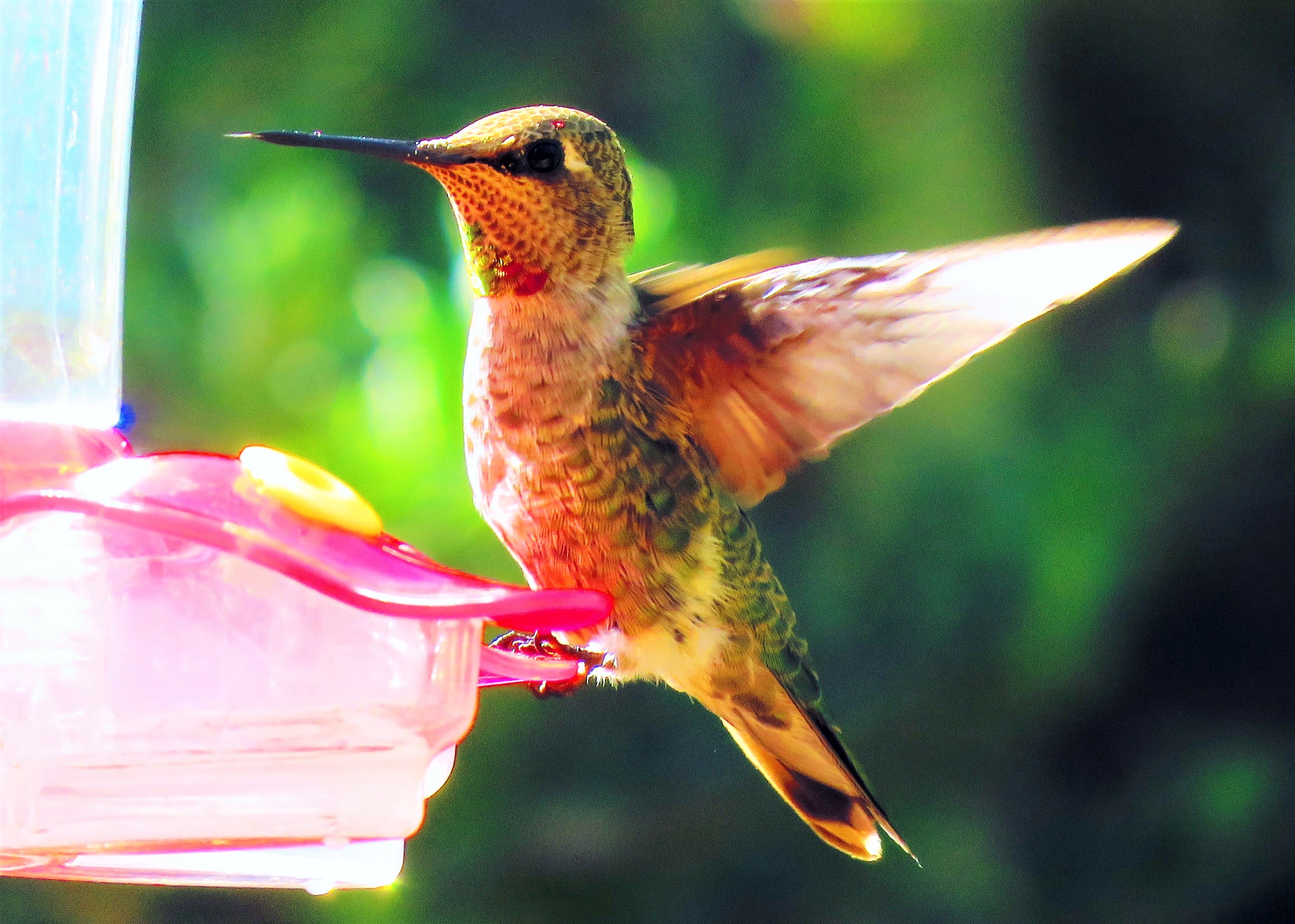 Ecotherapy – Hospital Hummers