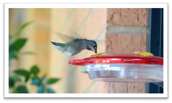 Hummers; Marvelous
