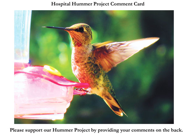 Hummers; A Delight
