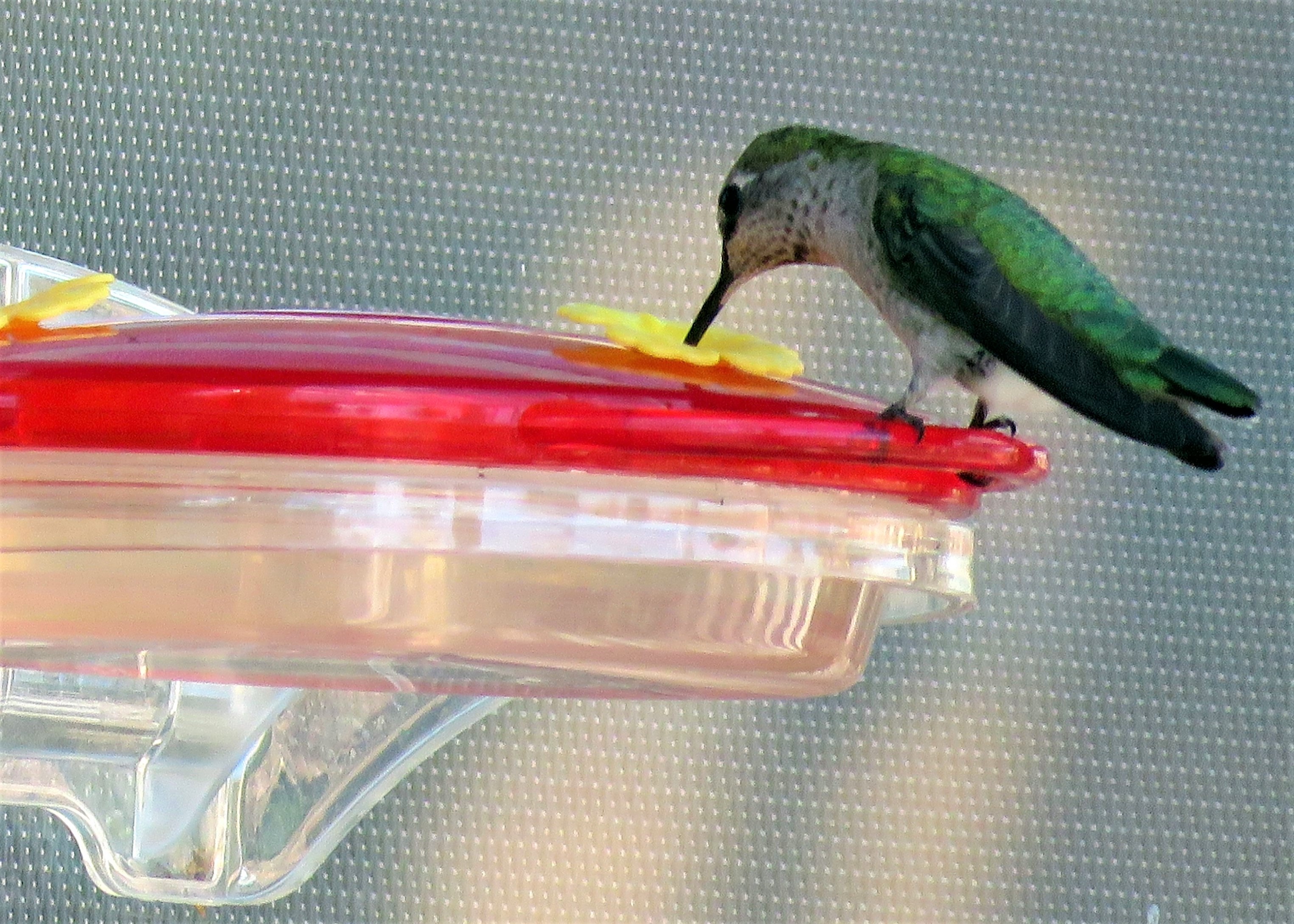 Hospital Hummers In Action